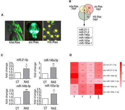 Ras-Induced miR-146a and 193a Target Jmjd6 to Regulate Melanoma Progression